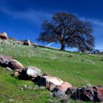 McConnell_Lone_Oak
