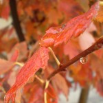 Ramirez_November_Rain